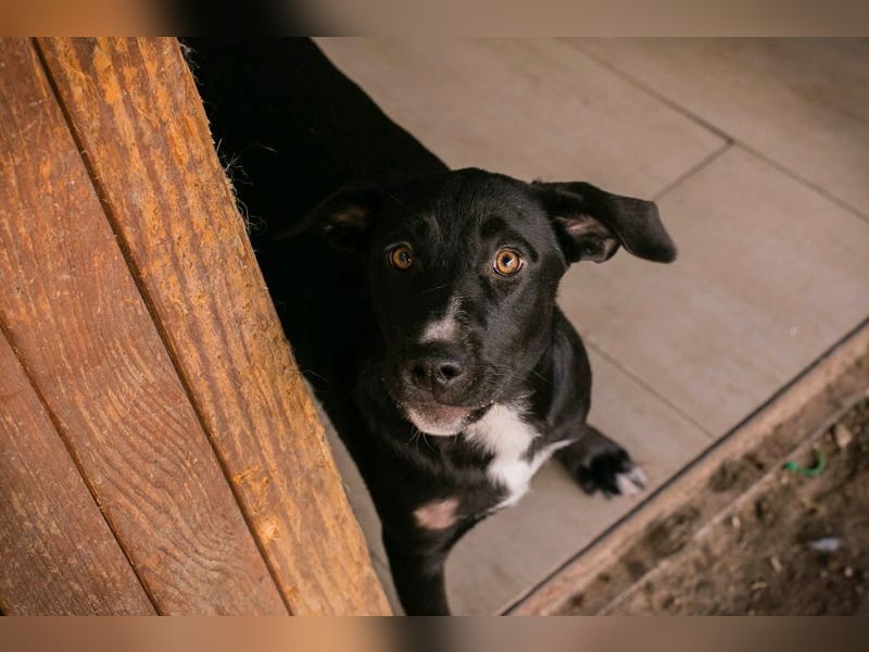 CIARA - die hübsche Maus freut sich auf tolle Abenteuer mit ihrer Familie