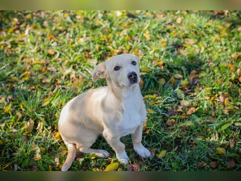 Chip-Nr. 259209 - ich suche eine Familie, die mich liebt, beschützt und mich nie mehr alleine lässt