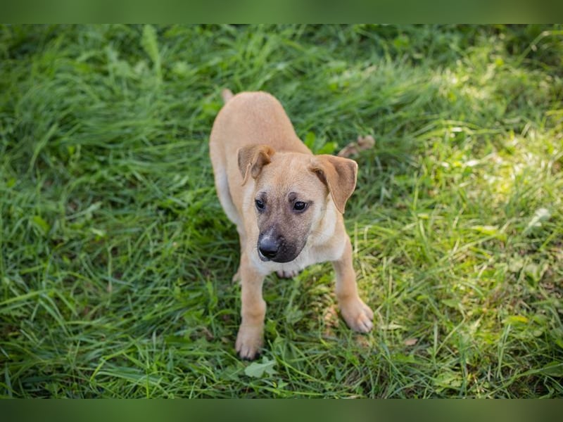 Welpe Chip Nr. 275173 - wenn ich groß bin möchte ich eine richtige Familienhündin sein1