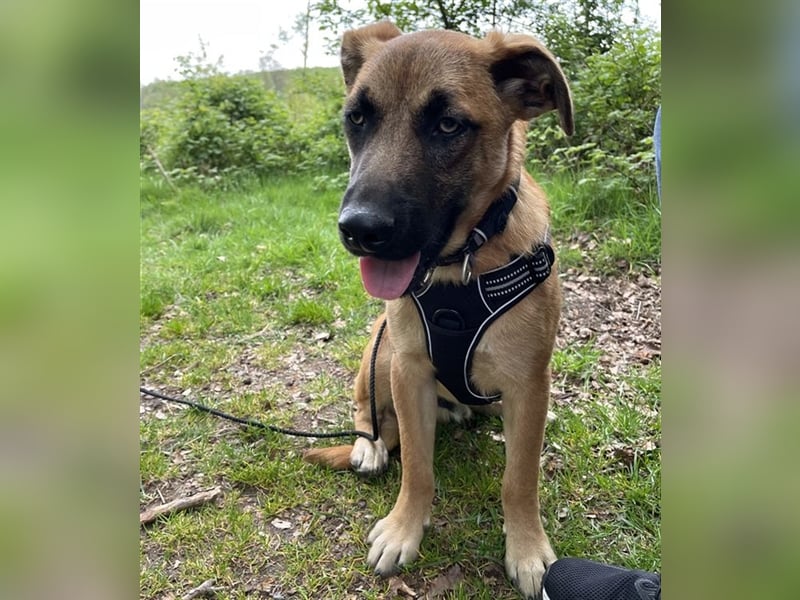 WUSEL - der aktive, freundliche und zugängliche Junge sucht sein Für-Immer Zuhause