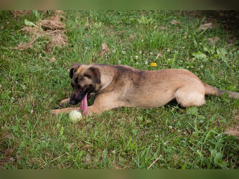 JULICA - die aktive, hübsche Hündin sucht eine unternehmungslustige Familie