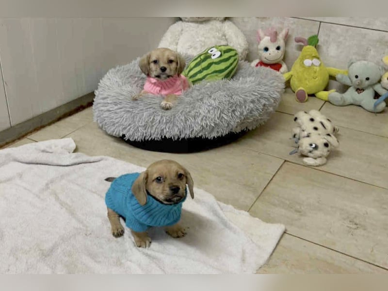 Welpe Chip Nr. 255615 - das goldige Mädchen träumt von einem liebevollen Für-Immer Zuhause