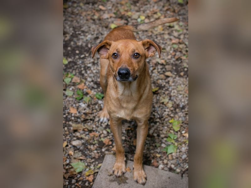 ELIO - der aktive und verspielte, liebe Hundemann möchte mit seinen Menschen die Welt entdecken