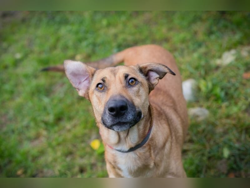 YARAH - die liebe und dankbare junge Hündin träumt von einem liebevollen Zuhause