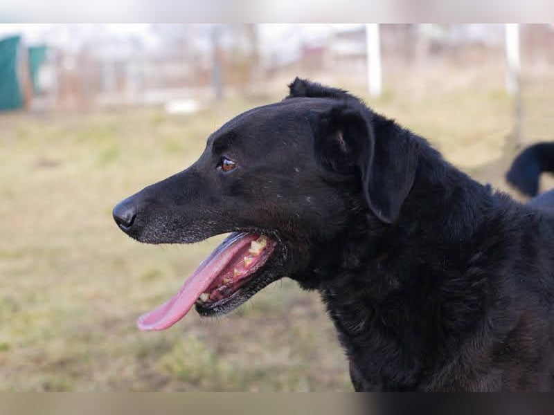 GONZA - fröhlicher, hübscher Rüde sucht unternehmungslustige Menschen