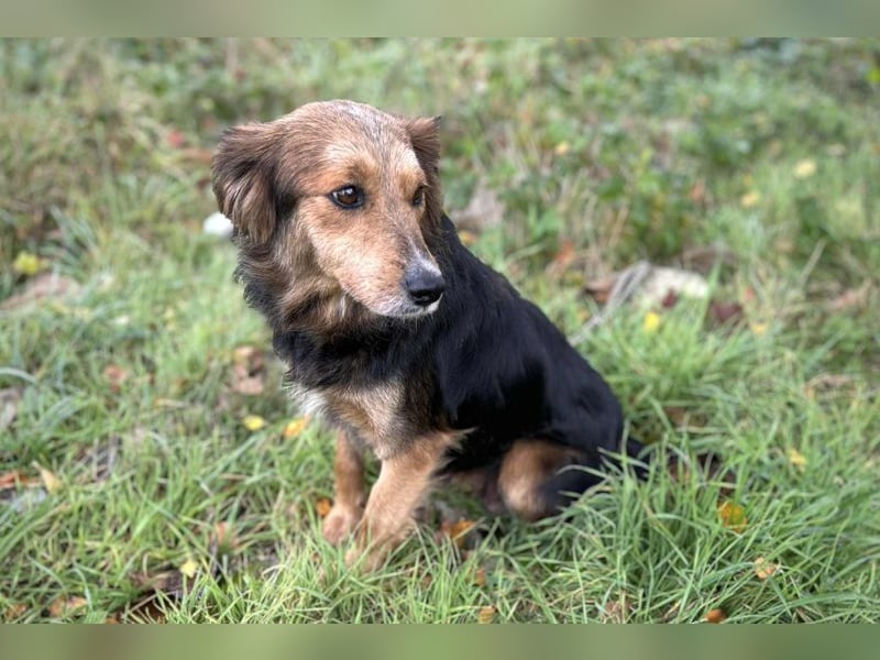 Chip-Nr. 255443  - ich suche einen Namen und am besten auch gleich ein tolles Zuhause