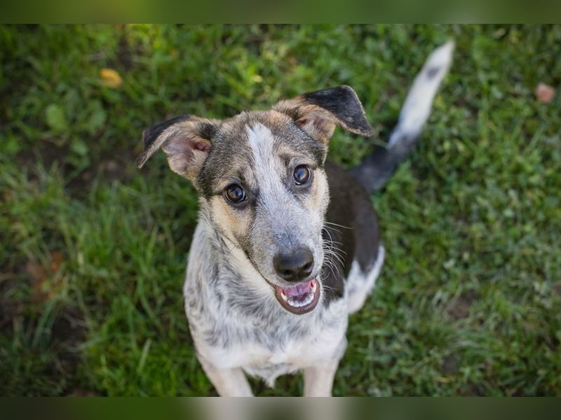 Welpe ABBY - ich suche eine liebevolle Familie!