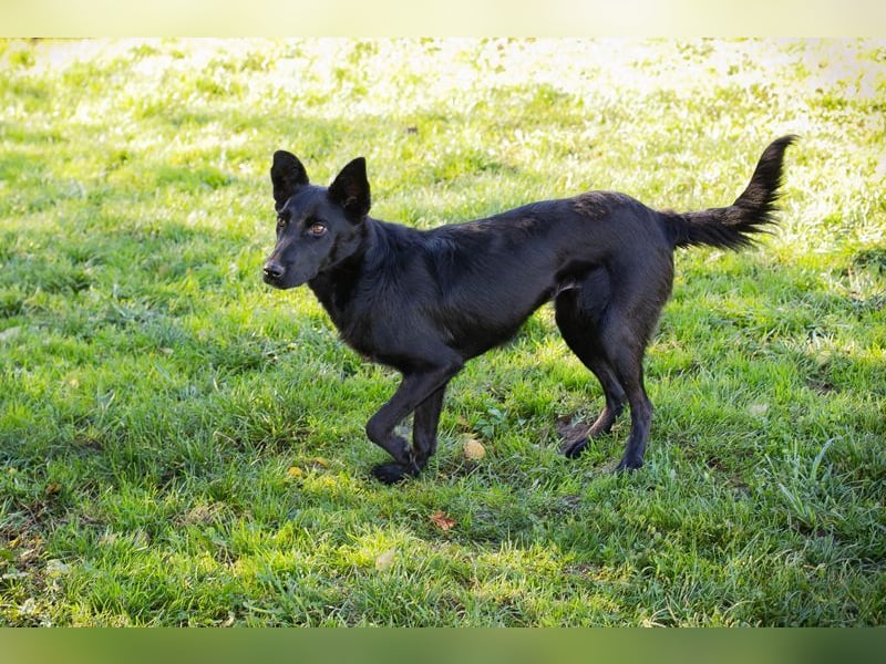 Chip Nr. 254996 - schau mir in die Augen und schenk mir dein Herz...