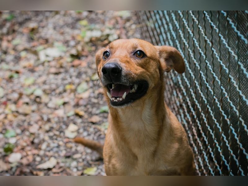 ELIO - der aktive und verspielte, liebe Hundemann möchte mit seinen Menschen die Welt entdecken