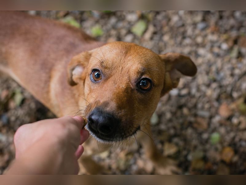 ELIO - der aktive und verspielte, liebe Hundemann möchte mit seinen Menschen die Welt entdecken