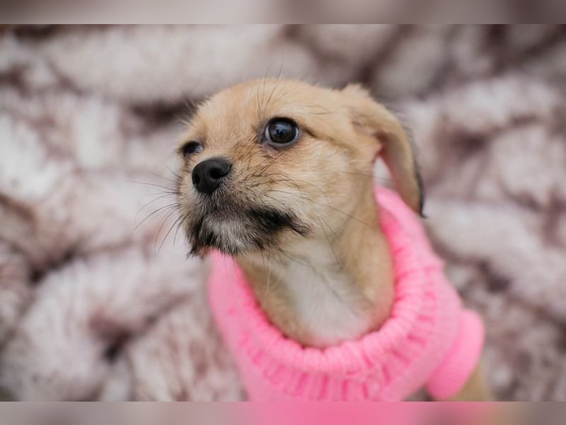 Welpe Chip Nr. 255615 - das goldige Mädchen träumt von einem liebevollen Für-Immer Zuhause