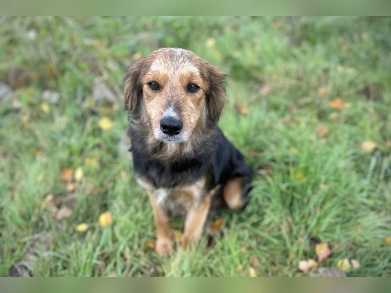 Chip-Nr. 255443  - ich suche einen Namen und am besten auch gleich ein tolles Zuhause