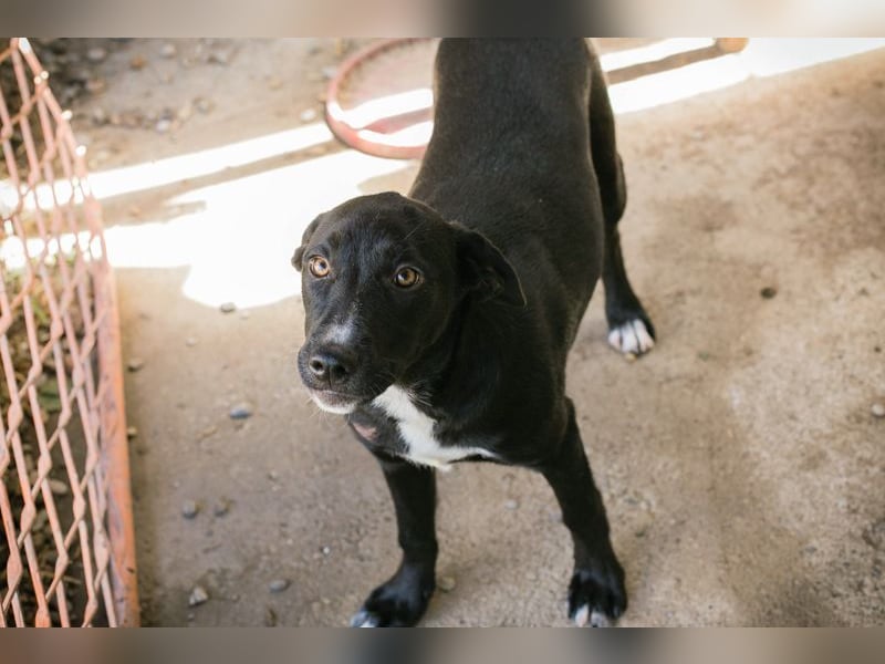 CIARA - die hübsche Maus freut sich auf tolle Abenteuer mit ihrer Familie