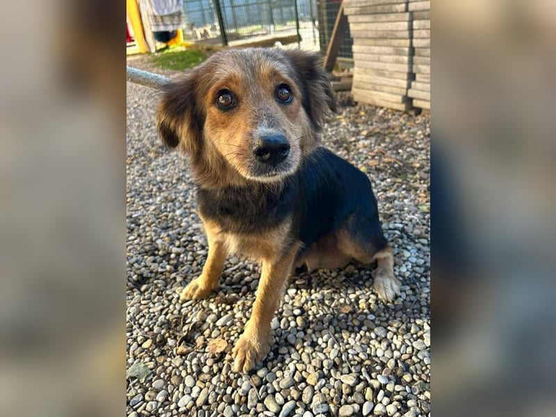 Chip-Nr. 255443  - ich suche einen Namen und am besten auch gleich ein tolles Zuhause