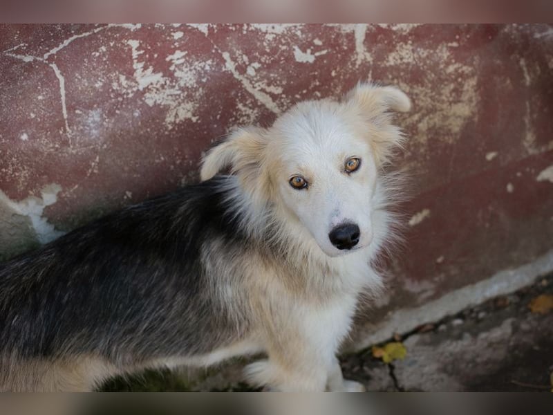 Chip Nr. 256411 - ich suche ein tolles Zuhause mit viel Liebe, Geduld und Einfühlungsvermögen!