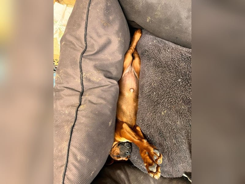 Welpe MIA -  ich freue mich auf tolle Abenteuer mit meinen Menschen!