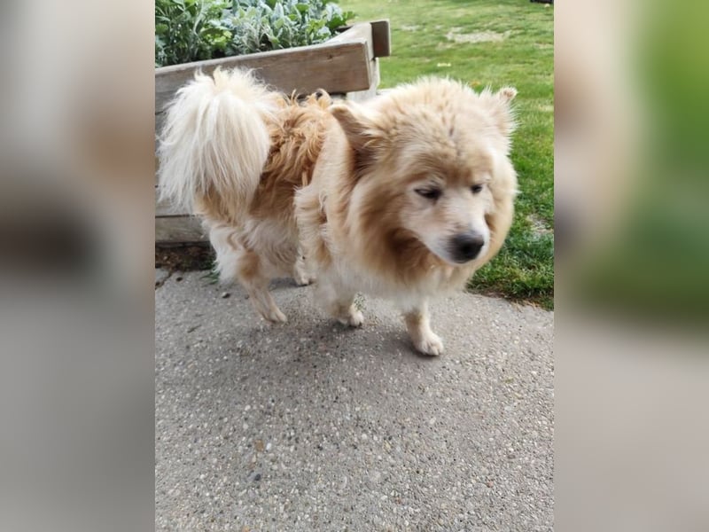 ORSON - der liebe und ruhige Knuddelfan freut sich auf tolle Spaziergänge mit seinen Menschen