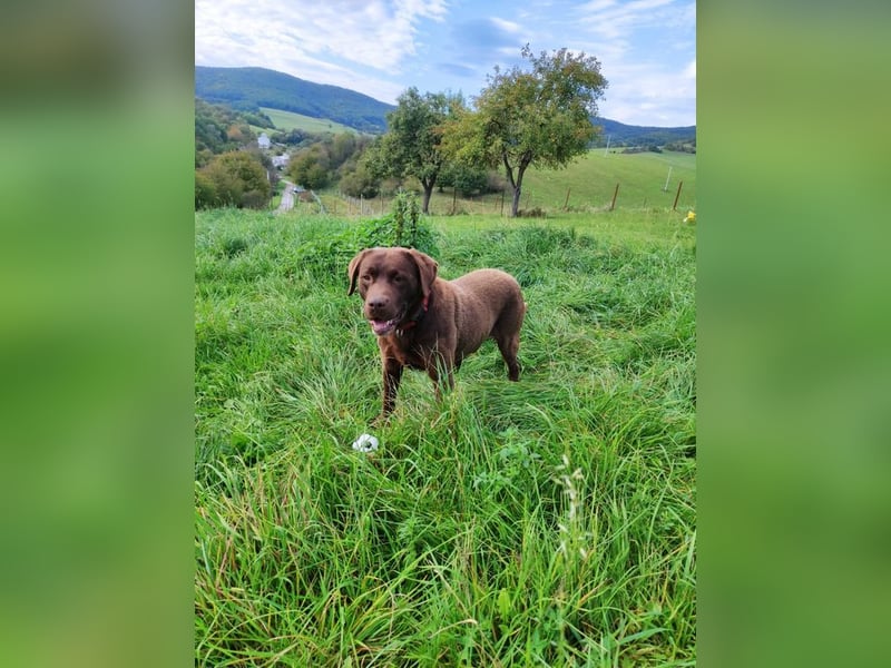 CARLI - der liebe Rüde hat bereits Familienerfahrung und sucht eine aktive, sportliche Familie