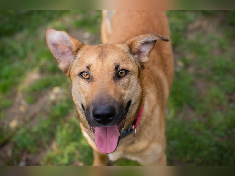 YARAH - die liebe und dankbare junge Hündin träumt von einem liebevollen Zuhause