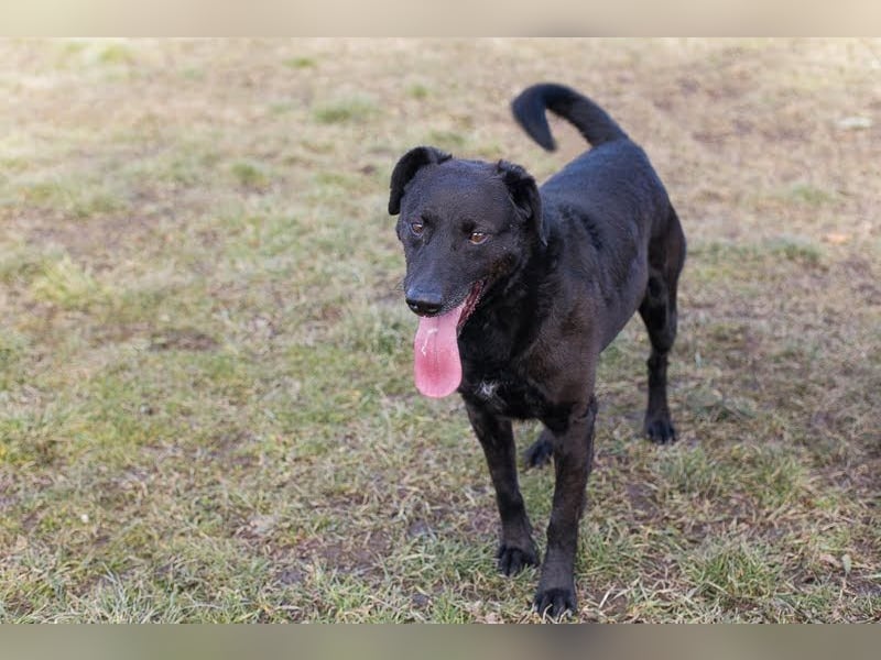 GONZA - fröhlicher, hübscher Rüde sucht unternehmungslustige Menschen