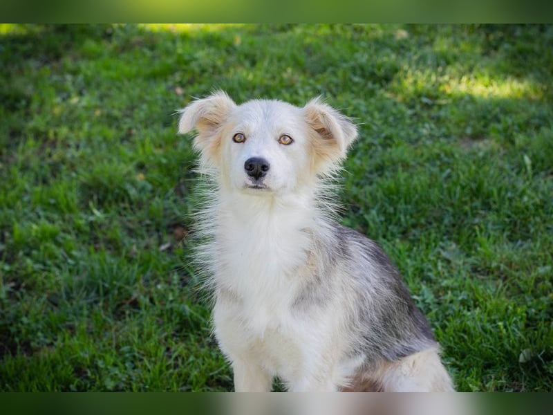 Chip Nr. 256411 - ich suche ein tolles Zuhause mit viel Liebe, Geduld und Einfühlungsvermögen!