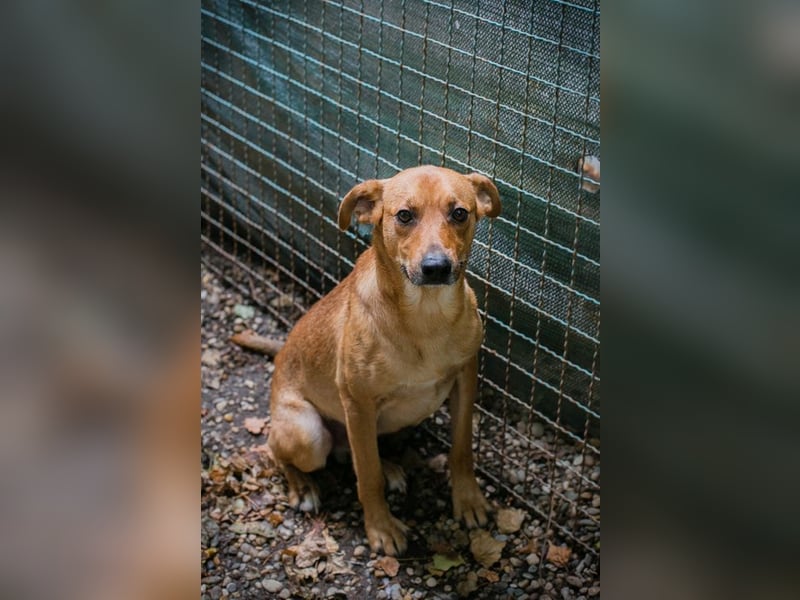 ELIO - der aktive und verspielte, liebe Hundemann möchte mit seinen Menschen die Welt entdecken