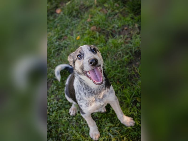 Welpe ABBY - ich suche eine liebevolle Familie!