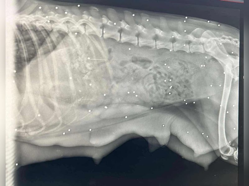 Chip-Nr. 255443  - ich suche einen Namen und am besten auch gleich ein tolles Zuhause