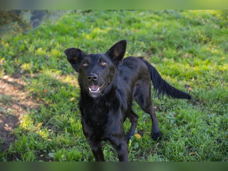 Chip Nr. 254996 - schau mir in die Augen und schenk mir dein Herz...