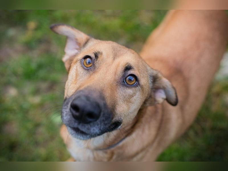 YARAH - die liebe und dankbare junge Hündin träumt von einem liebevollen Zuhause