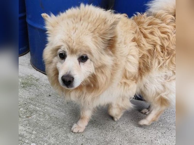 ORSON - der liebe und ruhige Knuddelfan freut sich auf tolle Spaziergänge mit seinen Menschen