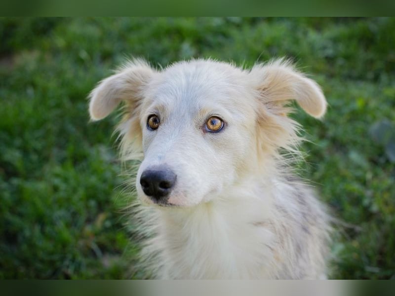 Chip Nr. 256411 - ich suche ein tolles Zuhause mit viel Liebe, Geduld und Einfühlungsvermögen!