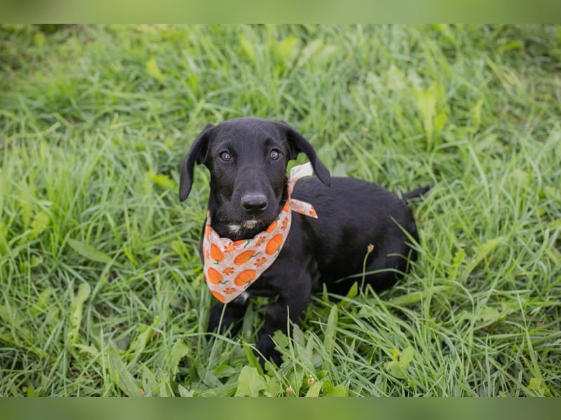 Welpe ROSALIE - die kleine Maus freut sich auf ein tolles Leben mit ihren Menschen! Welpe ROSALIE - die kleine Maus freut sich auf ein tolles Leben mit ihren Menschen!