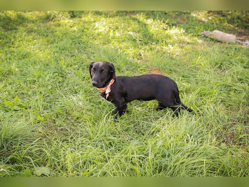 Welpe ROSALIE - die kleine Maus freut sich auf ein tolles Leben mit ihren Menschen! Welpe ROSALIE - die kleine Maus freut sich auf ein tolles Leben mit ihren Menschen!