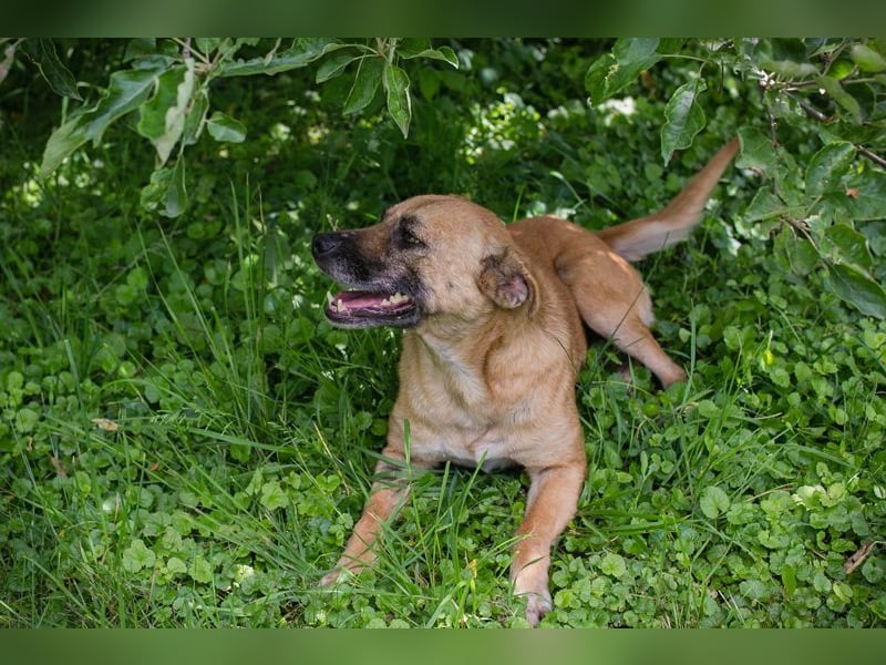 GRETA - die gehorsame und verschmuste Hündin träumt von einem tollen eigenen Zuhause