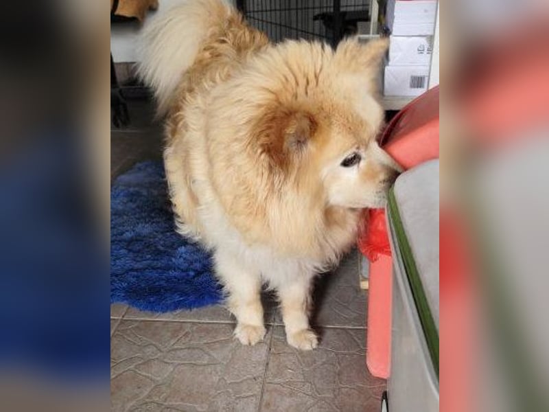 ORSON - der liebe und ruhige Knuddelfan freut sich auf tolle Spaziergänge mit seinen Menschen