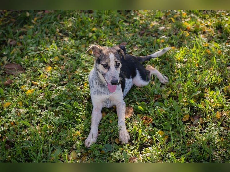 Welpe ABBY - ich suche eine liebevolle Familie!