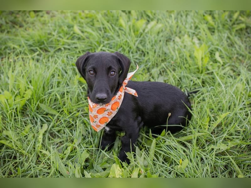 Welpe ROSALIE - die kleine Maus freut sich auf ein tolles Leben mit ihren Menschen! Welpe ROSALIE - die kleine Maus freut sich auf ein tolles Leben mit ihren Menschen!