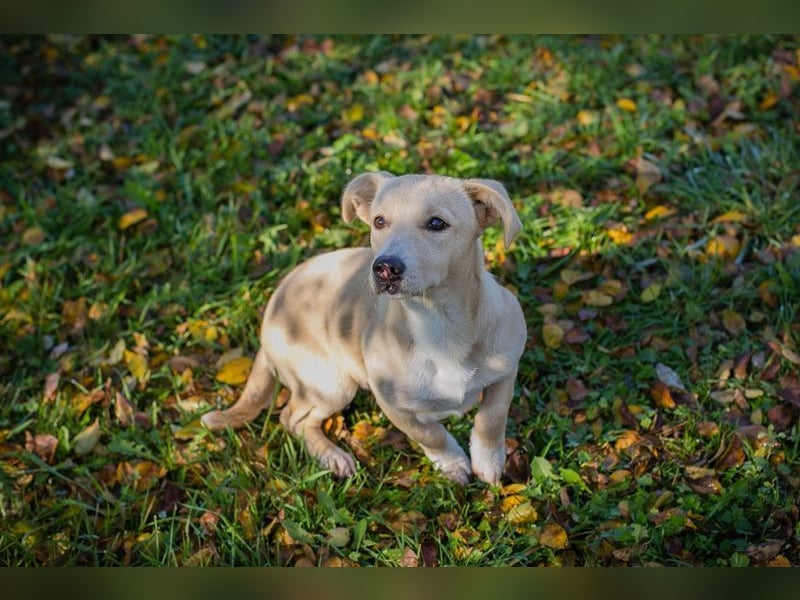 Chip-Nr. 259209 - ich suche eine Familie, die mich liebt, beschützt und mich nie mehr alleine lässt