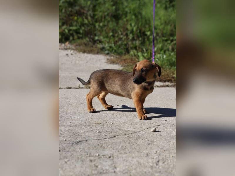 Welpe SCARLETT - ich freue mich auf tolle Abenteuer mit meiner Familie!