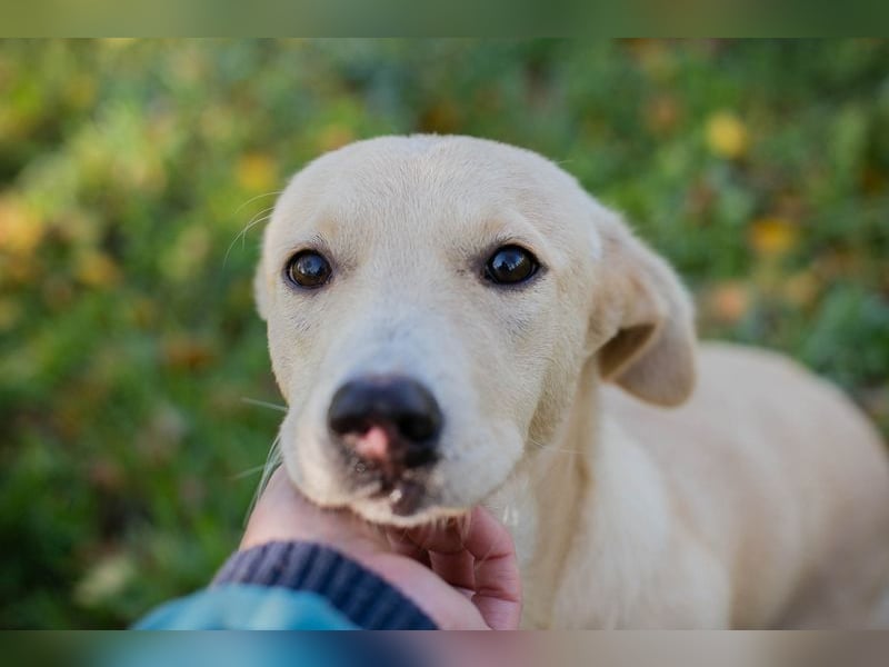 Chip-Nr. 259209 - ich suche eine Familie, die mich liebt, beschützt und mich nie mehr alleine lässt