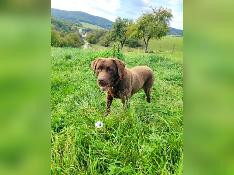 CARLI - der liebe Rüde hat bereits Familienerfahrung und sucht eine aktive, sportliche Familie
