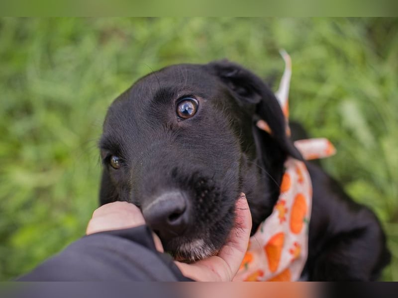Welpe ROSALIE - die kleine Maus freut sich auf ein tolles Leben mit ihren Menschen! Welpe ROSALIE - die kleine Maus freut sich auf ein tolles Leben mit ihren Menschen!
