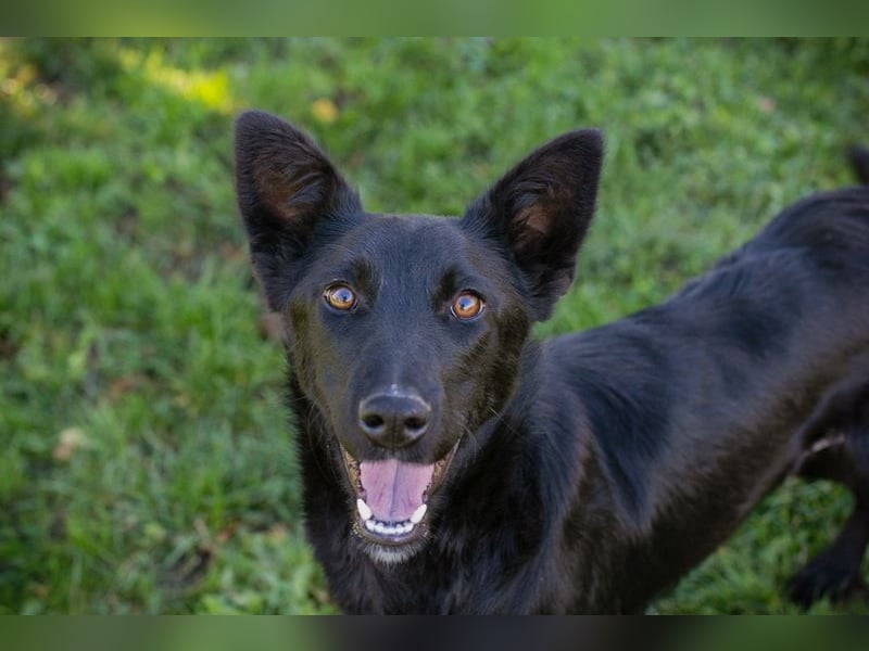 Chip Nr. 254996 - schau mir in die Augen und schenk mir dein Herz...