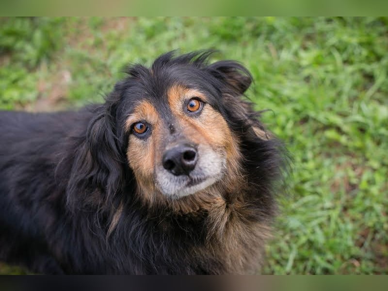 LENNOX - ich suche ein Für-Immer Zuhause bei einfühlsamen Menschen! LENNOX - ich suche ein Für-Immer Zuhause bei einfühlsamen Menschen!