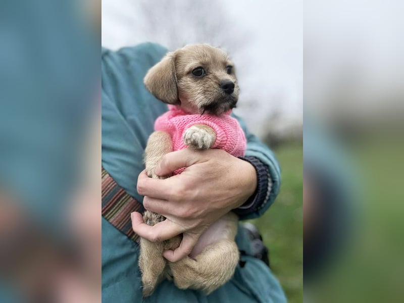 Welpe Chip Nr. 255615 - das goldige Mädchen träumt von einem liebevollen Für-Immer Zuhause