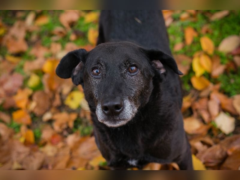 GONZA - der fröhliche, hübsche Rüde sucht unternehmungslustige Menschen!