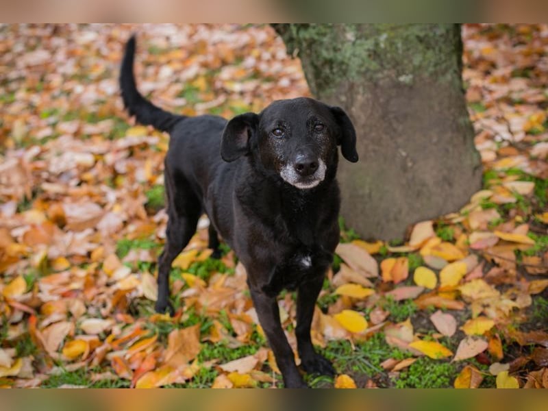 GONZA - der fröhliche, hübsche Rüde sucht unternehmungslustige Menschen!