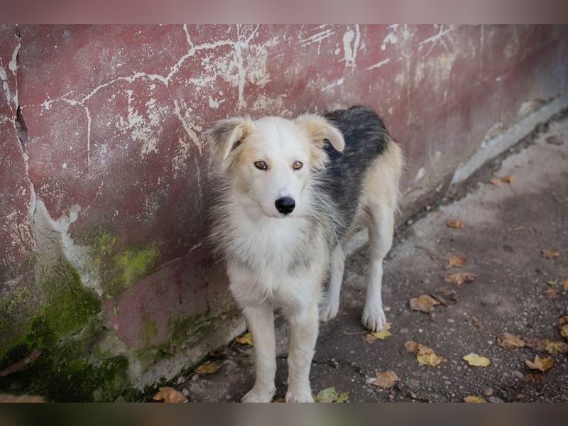 Chip Nr. 256411 - ich suche ein tolles Zuhause mit viel Liebe, Geduld und Einfühlungsvermögen!