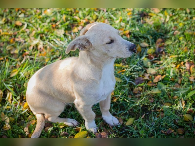 Chip-Nr. 259209 - ich suche eine Familie, die mich liebt, beschützt und mich nie mehr alleine lässt